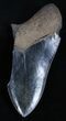 Jet Black / Inch Megalodon Tooth Partial #2000-1